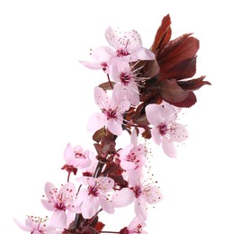 Spring tree branch with beautiful blossoms isolated on white