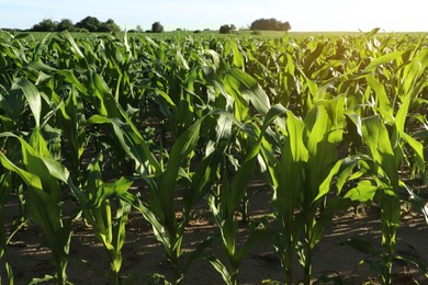 Photo of Beautiful agricultural field with green corn plants on sunny day