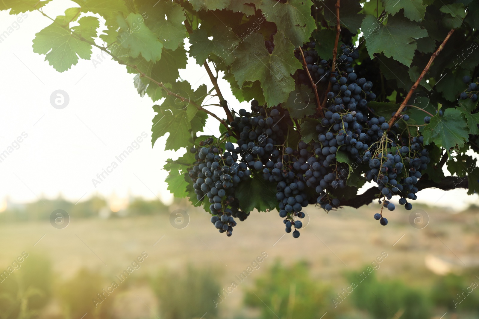 Photo of Delicious ripe grapes in vineyard. Harvest season