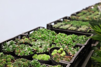 Many beautiful small potted succulents in greenhouse