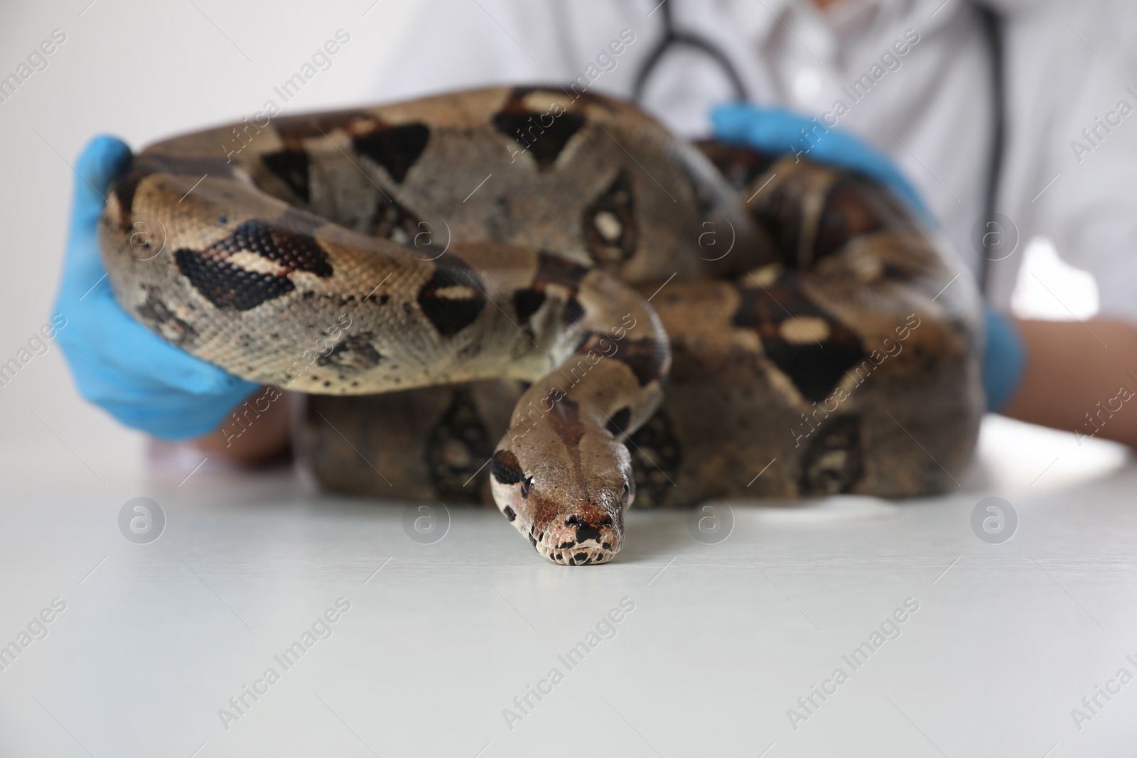 Photo of Female veterinarian examining boa constrictor in clinic, closeup