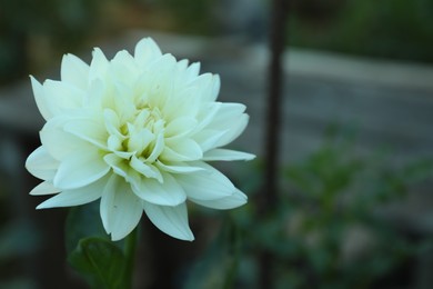 Photo of Beautiful blooming white dahlia flower in green garden, space for text