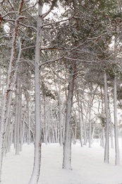 Picturesque view of beautiful forest covered with snow