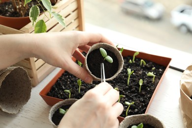 Photo of Woman taking care of seedling at table indoors, closeup