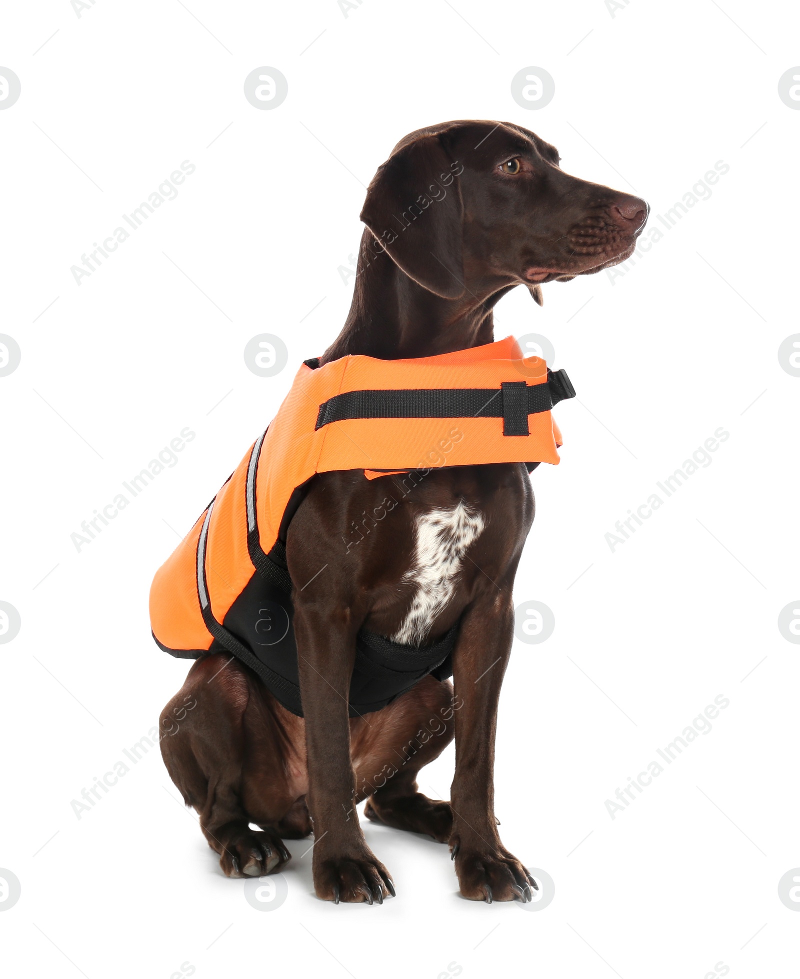 Photo of Dog rescuer in life vest on white background