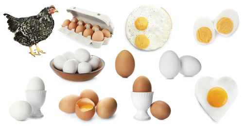 Collage with chicken and eggs on white background. Banner design
