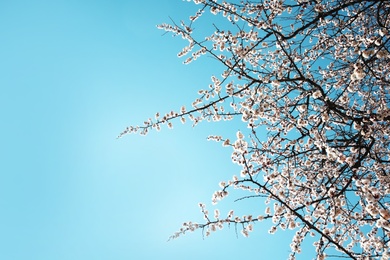 Photo of Branches of blossoming apricot tree on sunny day outdoors. Springtime