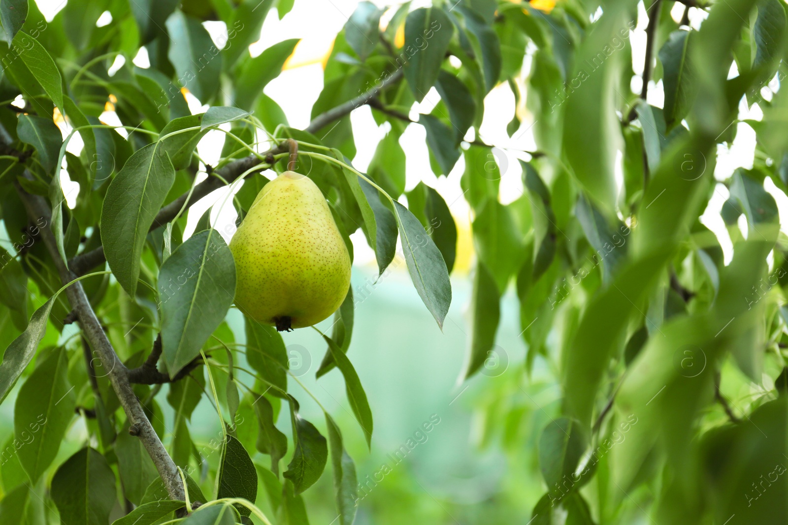 Photo of Ripe pear on tree branch in garden