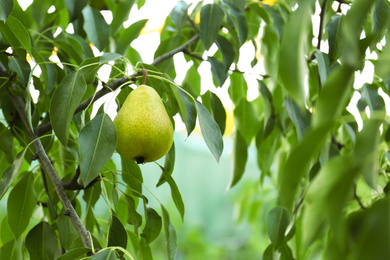 Ripe pear on tree branch in garden