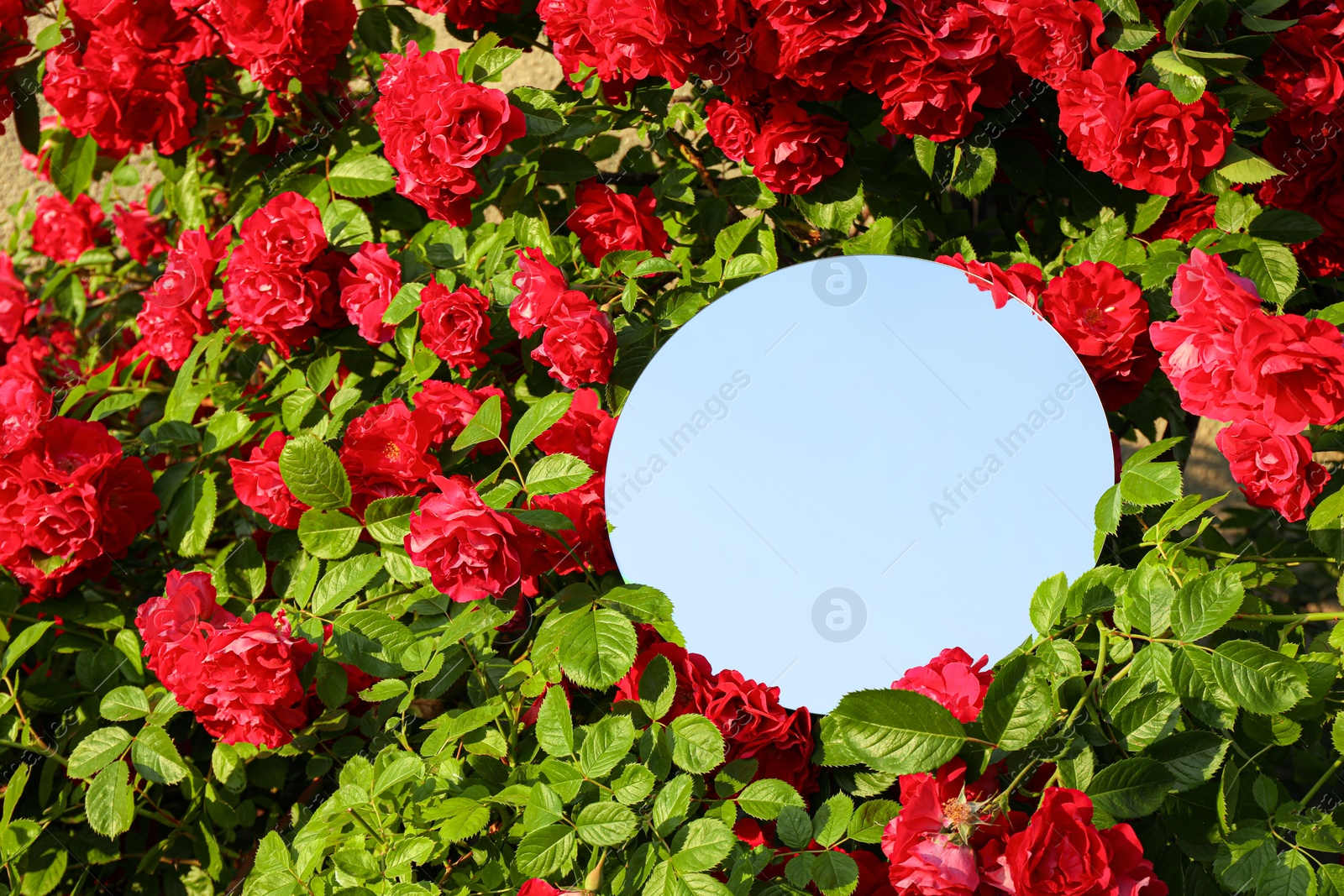 Photo of Round mirror among beautiful red flowers reflecting sky on sunny day. Space for text