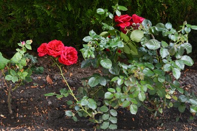 Photo of Bushes with beautiful red roses in garden on summer day
