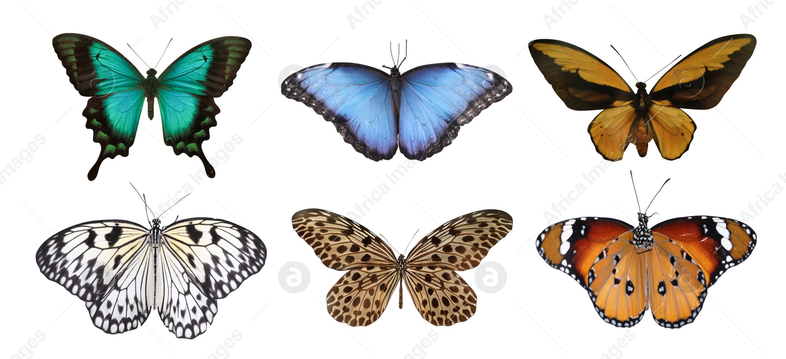 Image of Set of beautiful butterflies on white background