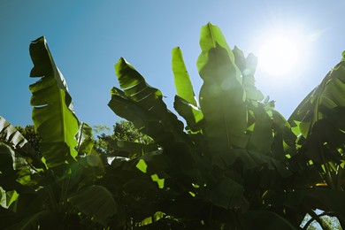 Beautiful lush green plants growing against blue sky
