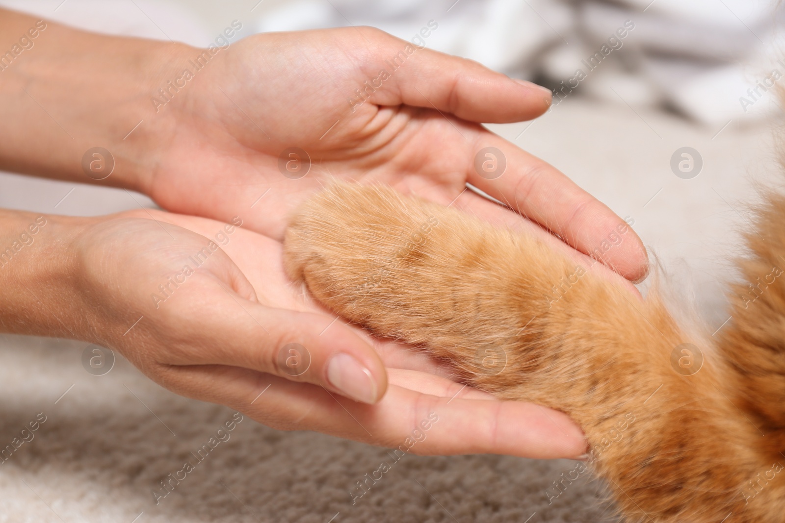 Photo of Woman and cat holding hands together on light carpet, closeup view