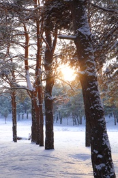 Picturesque view of beautiful snowy forest in winter morning