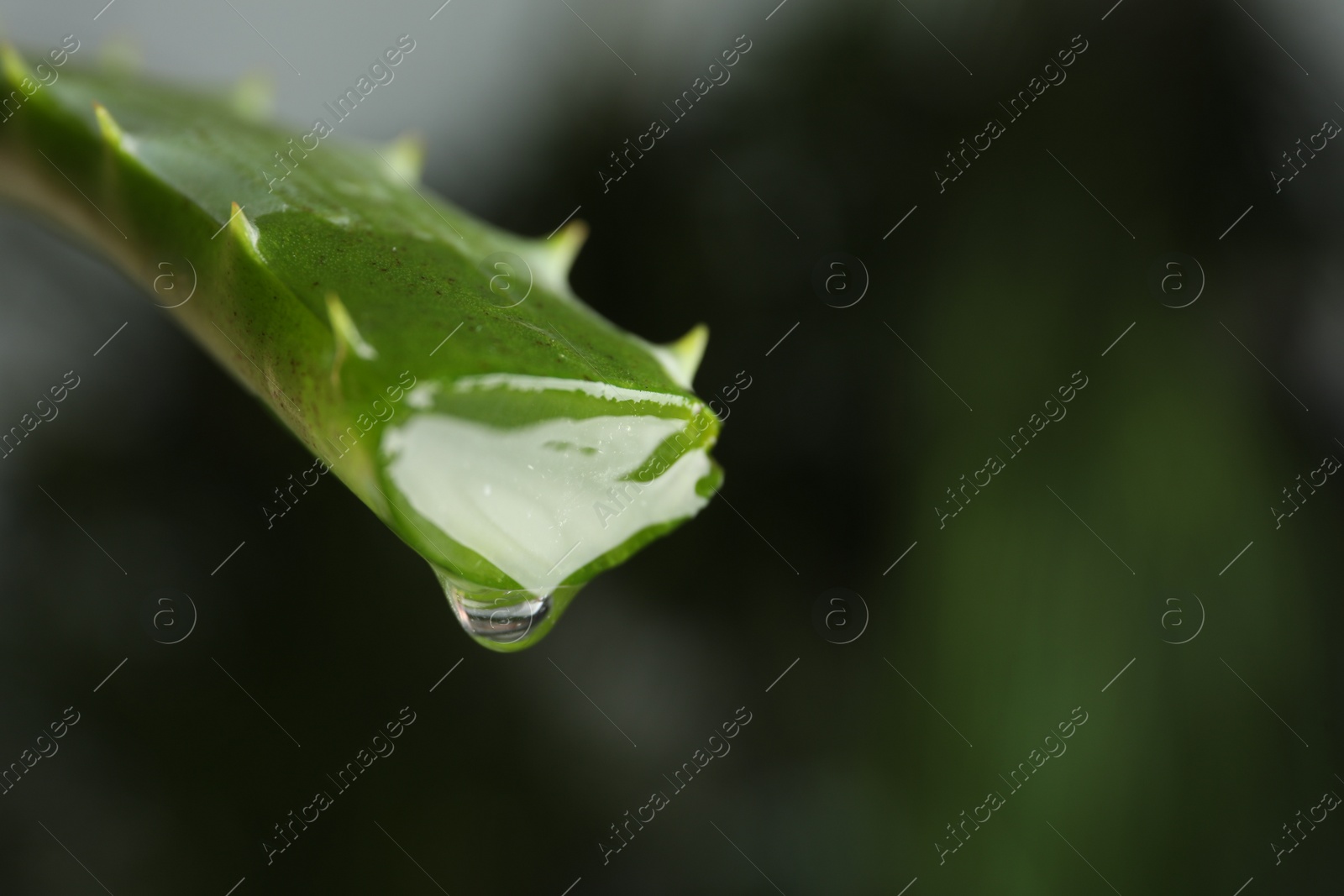 Photo of Aloe vera leaf with dripping juice against blurred background, closeup. Space for text