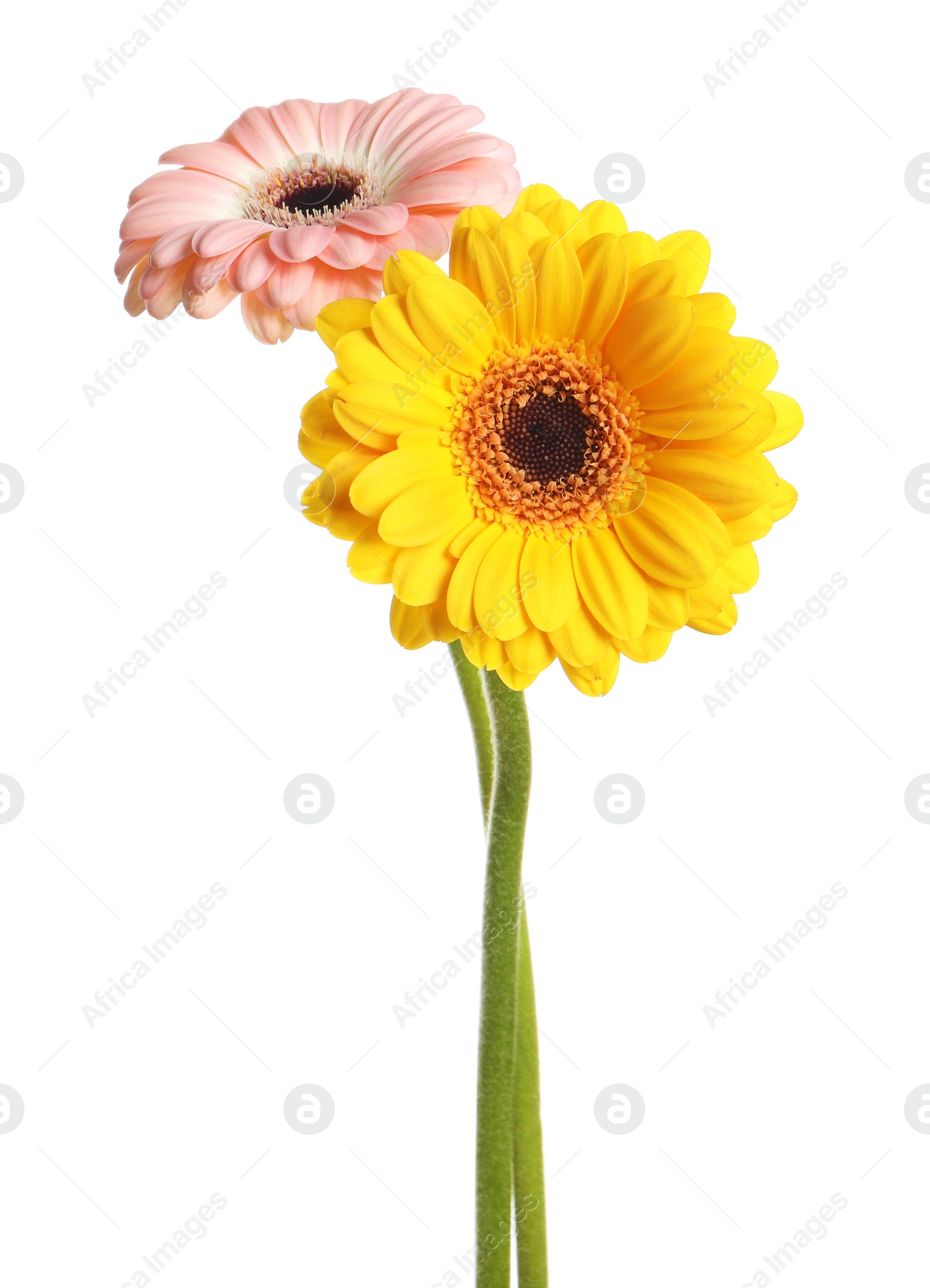 Photo of Beautiful colorful gerbera flowers on white background