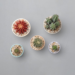 Beautiful cacti on grey background, top view