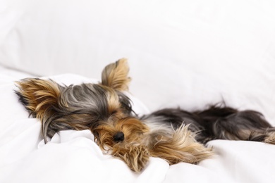 Photo of Adorable Yorkshire terrier sleeping on bed. Cute dog