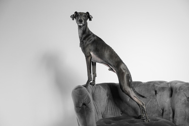 Photo of Italian Greyhound dog on armchair against light background