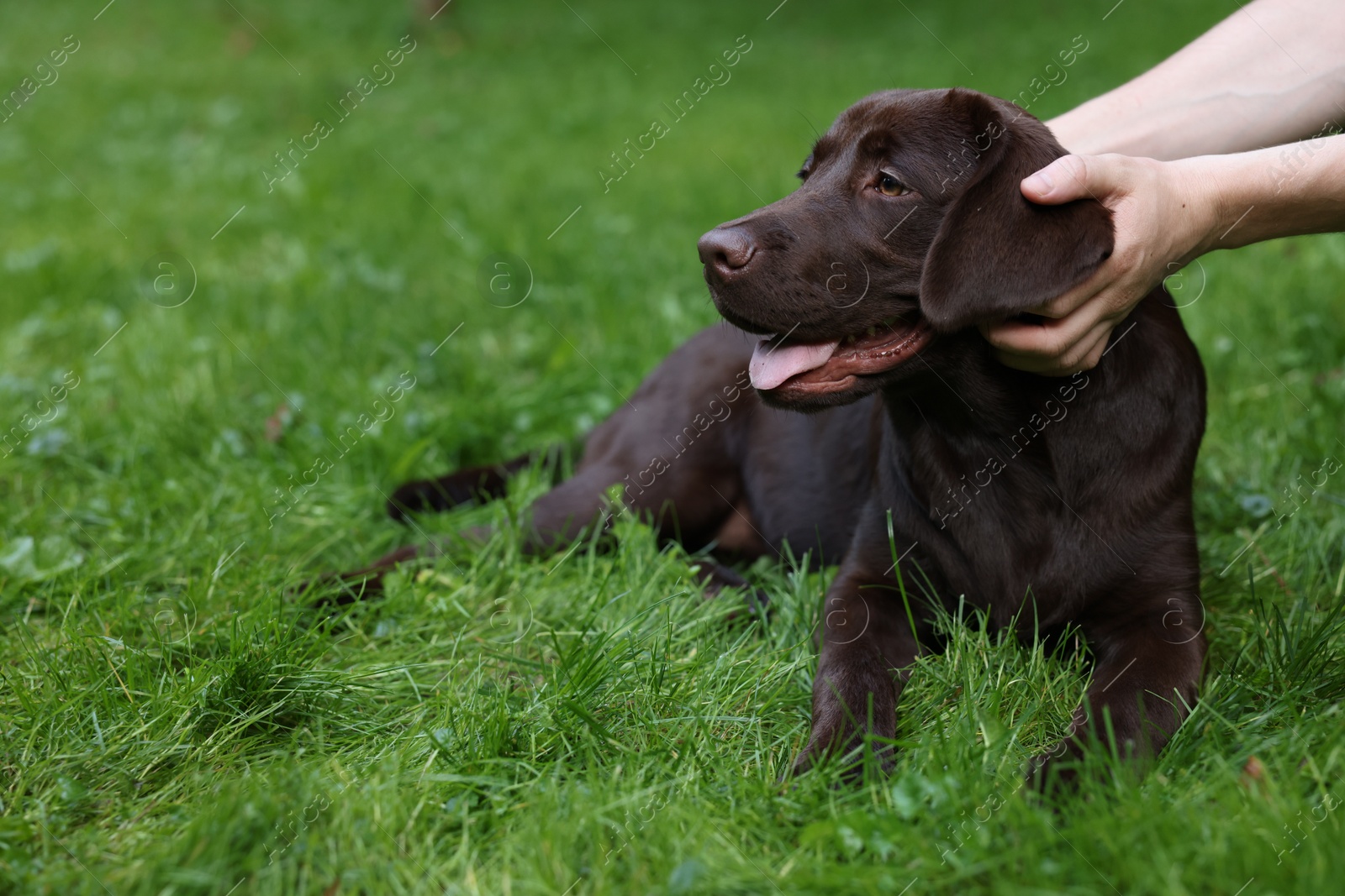 Photo of Man with adorable Labrador Retriever dog on green grass in park, closeup. Space for text