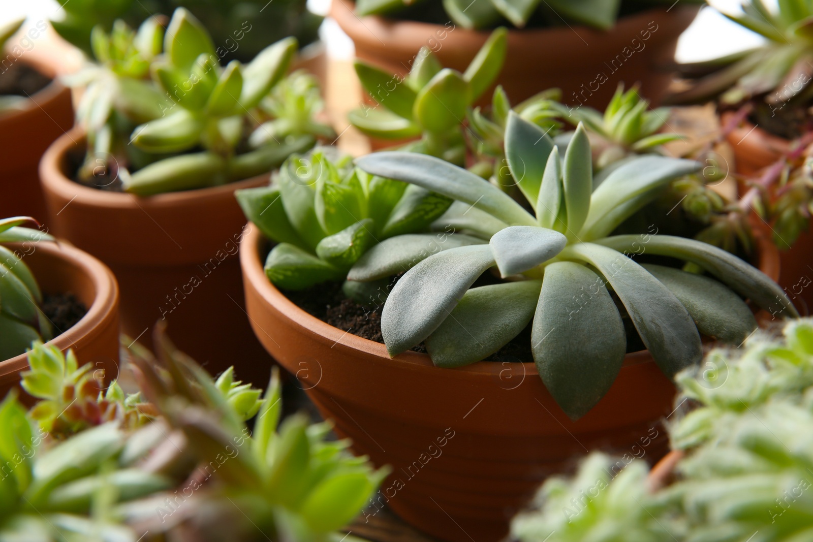 Photo of Many different echeverias on table, closeup. Beautiful succulent plants