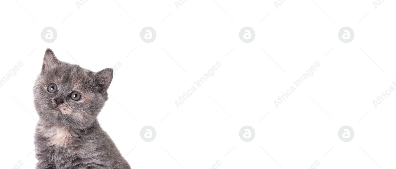 Image of Cute fluffy kitten on white background, space for text. Banner design