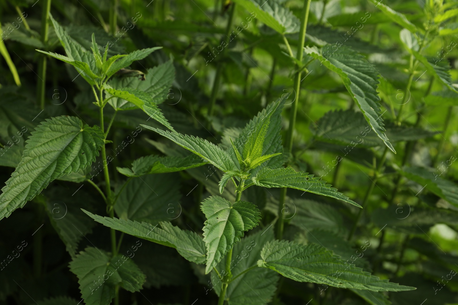 Photo of Beautiful green stinging nettle plants growing outdoors