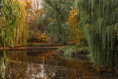 Beautiful park with yellowed trees and lake