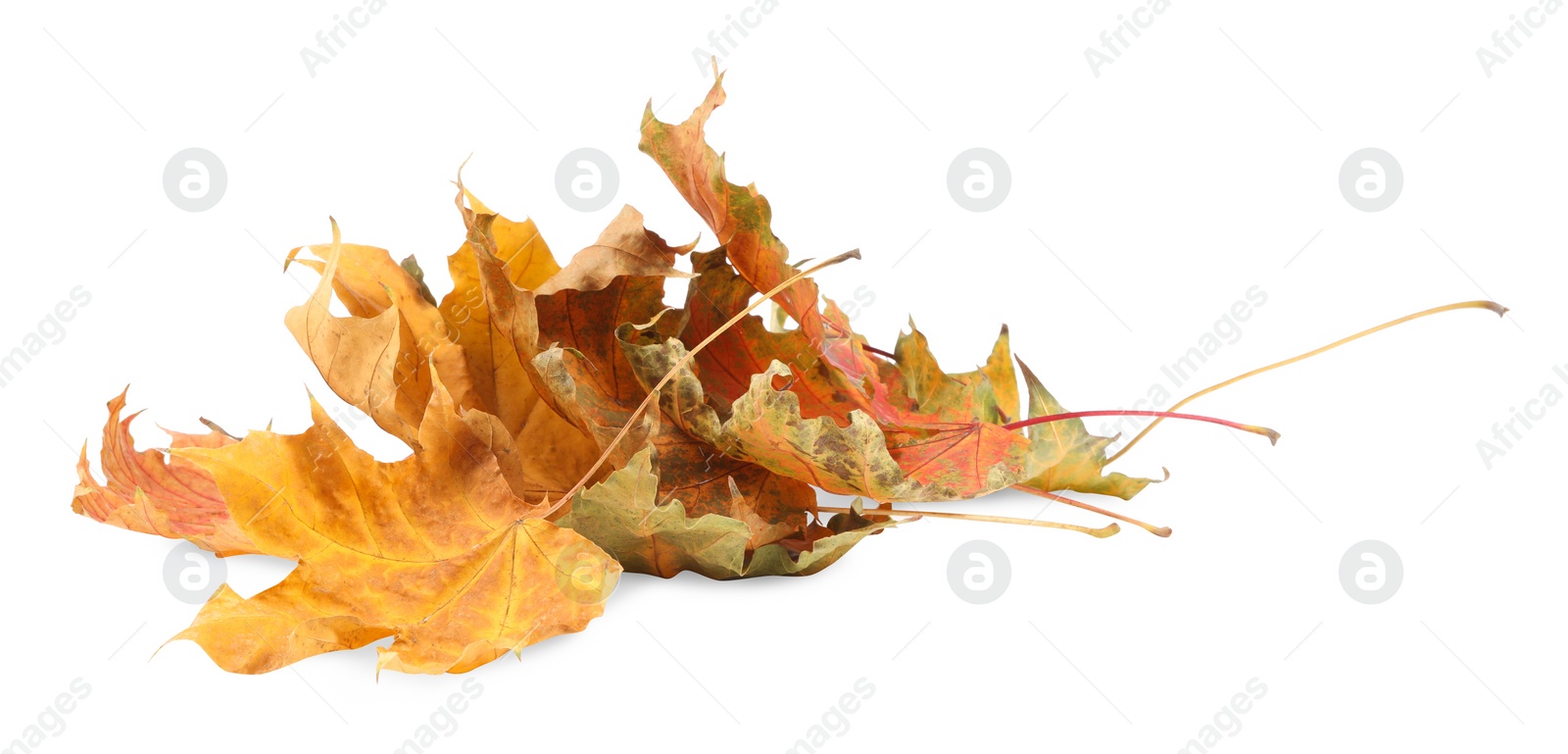 Photo of Autumn season. Dry maple leaves isolated on white