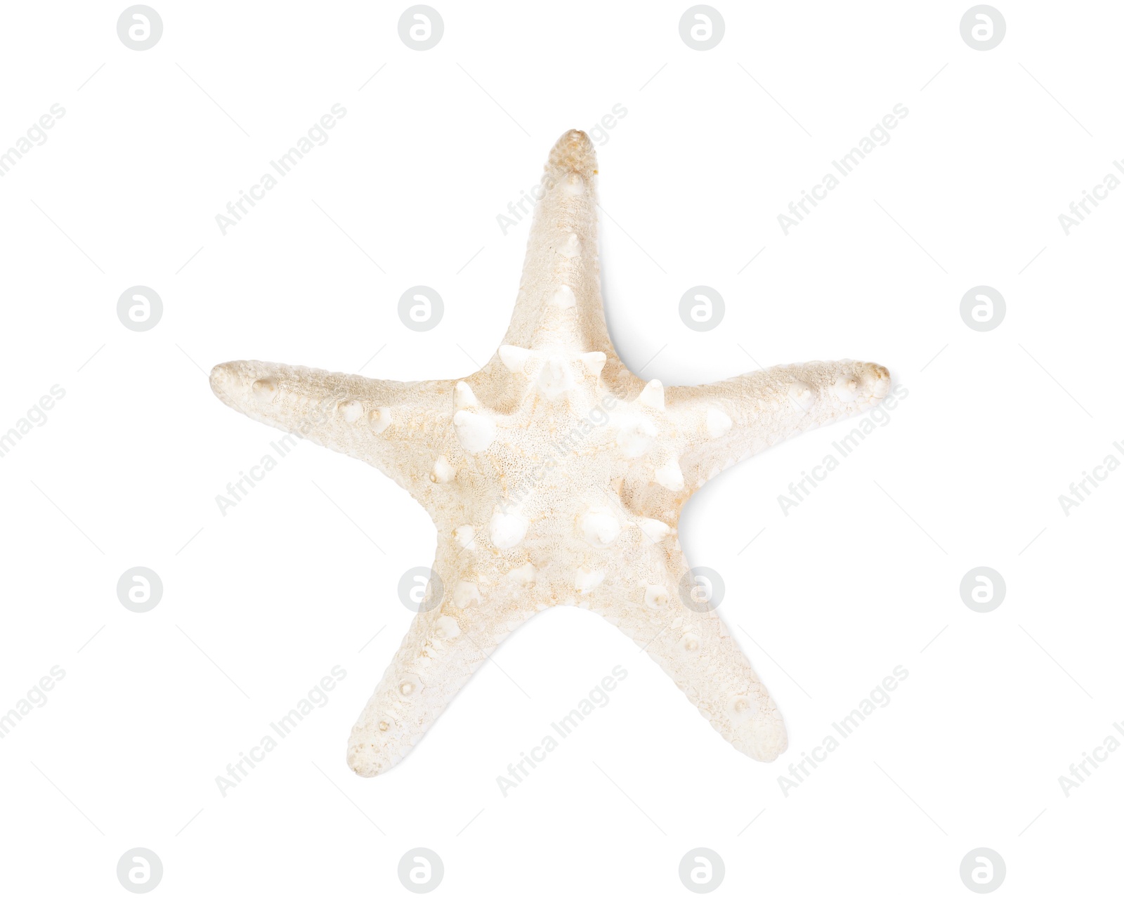 Photo of Beautiful sea star isolated on white, top view. Beach object