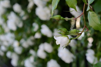 Photo of Beautiful blooming rose bush outdoors, closeup view