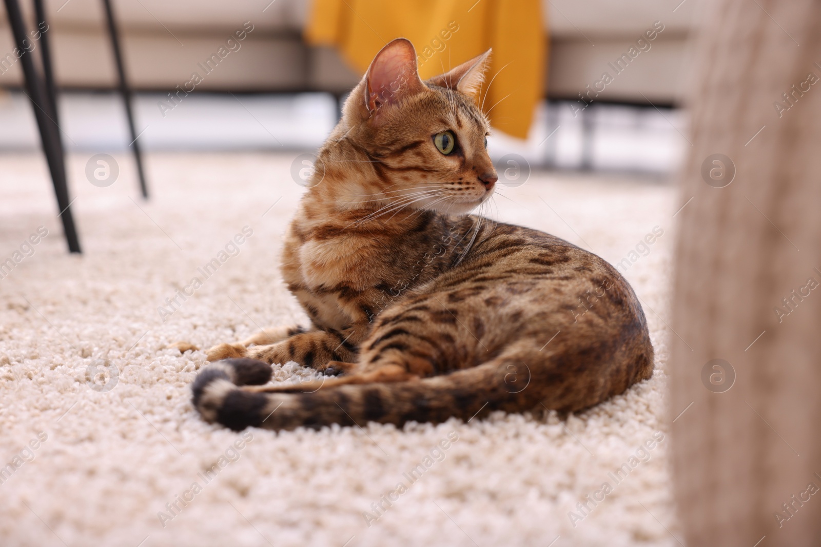 Photo of Cute Bengal cat lying on carpet at home. Adorable pet