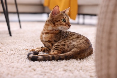 Photo of Cute Bengal cat lying on carpet at home. Adorable pet