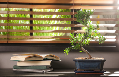 Photo of Japanese bonsai plant and books on table near window. Creating zen atmosphere at home