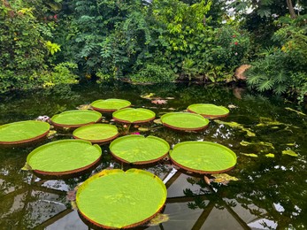 Photo of Pond with beautiful Queen Victoria's water lily leaves