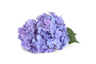 Photo of Branch of hortensia plant with delicate flowers on white background