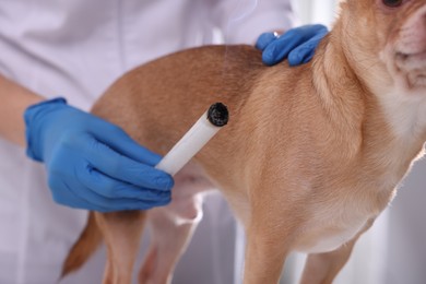 Photo of Veterinary holding moxa stick near dog indoors, closeup. Animal acupuncture treatment