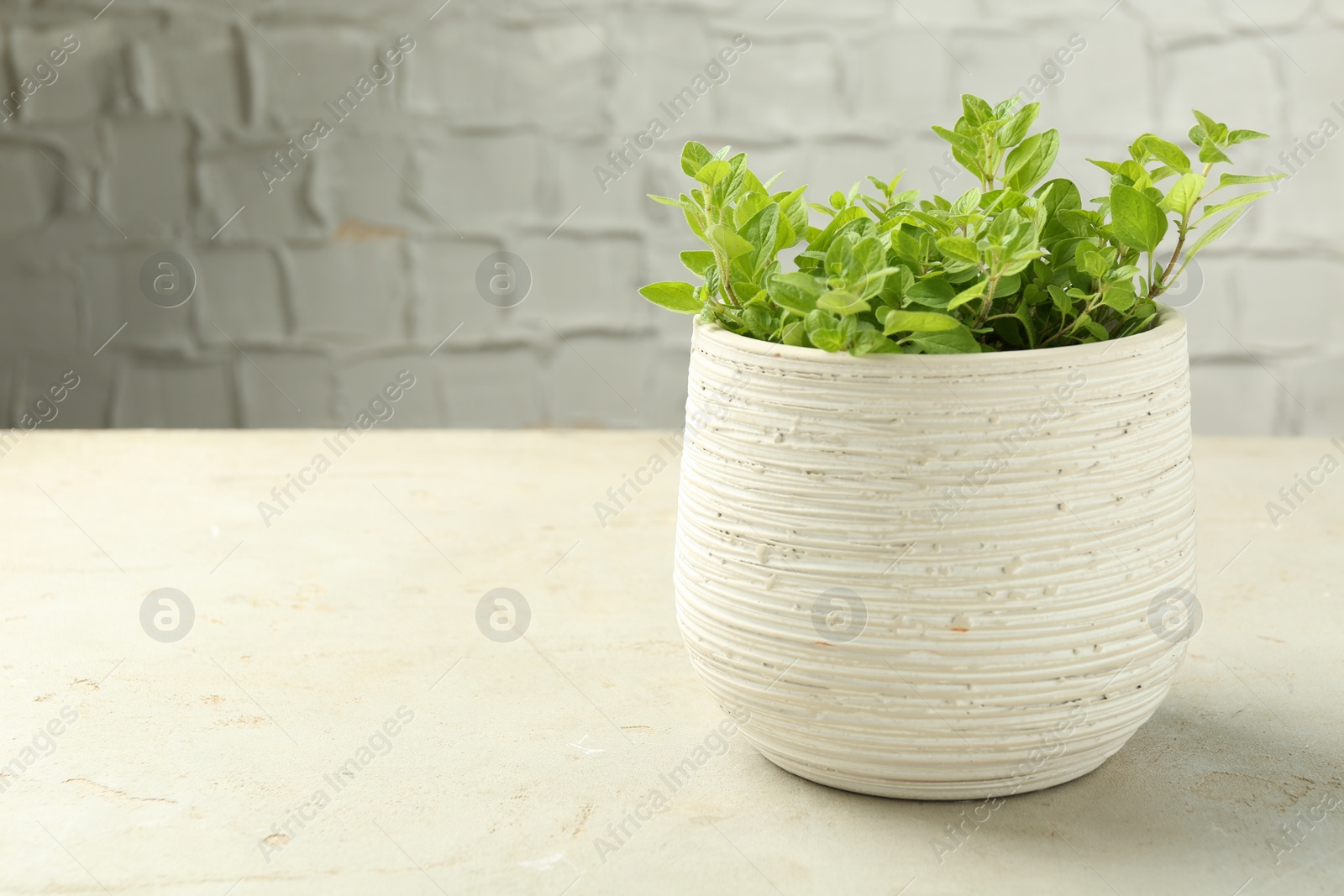 Photo of Aromatic potted oregano on light marble table. Space for text