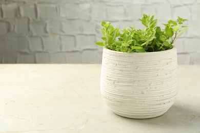 Aromatic potted oregano on light marble table. Space for text