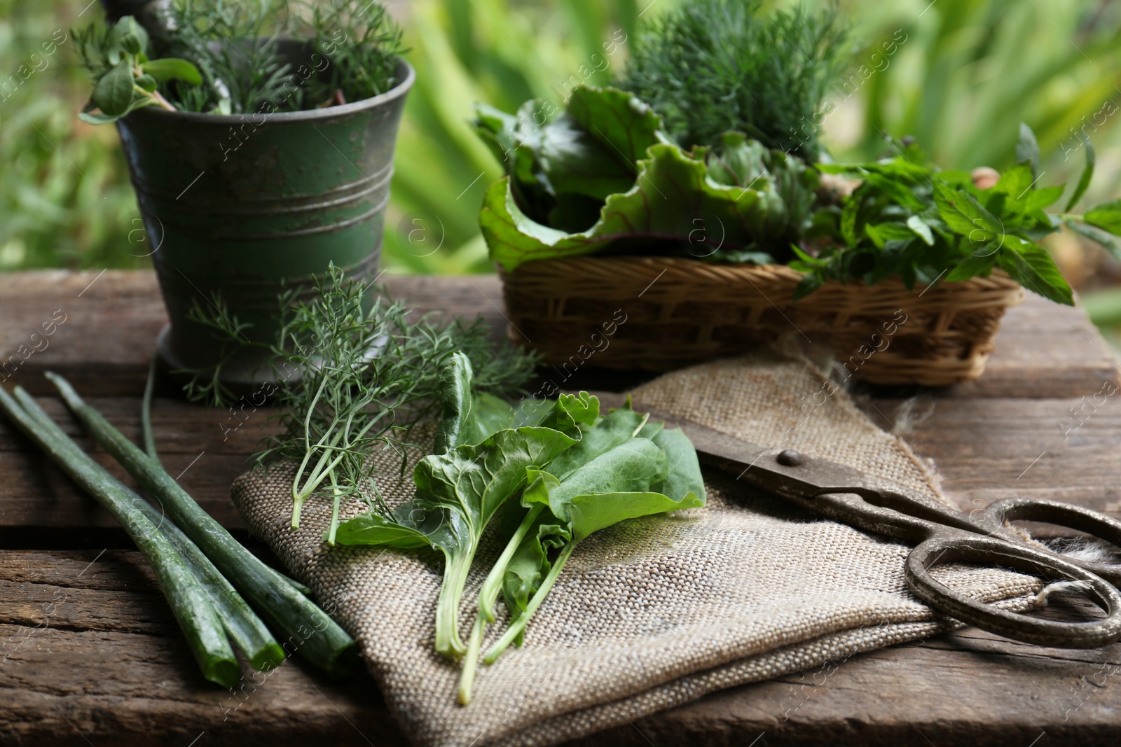 Photo of Different herbs, rusty scissors and burlap fabric on wooden table outdoors