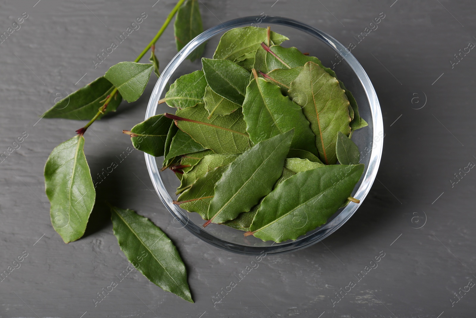Photo of Fresh green bay leaves in bowl on gray wooden table, top view