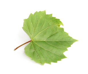 Photo of Fresh green grape leaf on white background