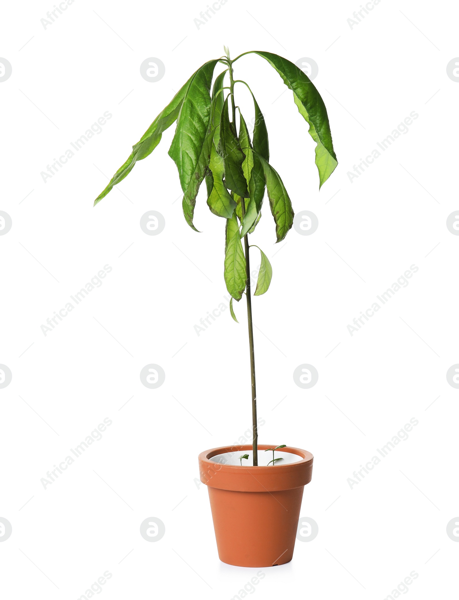 Photo of Sick home plant in pot on white background