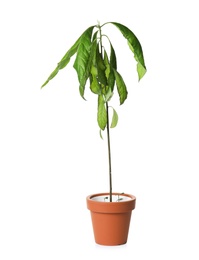 Photo of Sick home plant in pot on white background