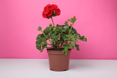 Photo of Beautiful potted geranium flower on white table against pink background