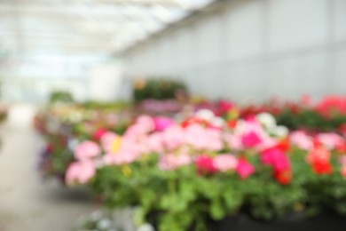 Photo of Blurred view of garden center with many different blooming plants