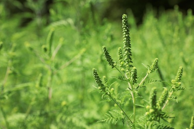 Blooming ragweed plant (Ambrosia genus) outdoors, space for text. Seasonal allergy