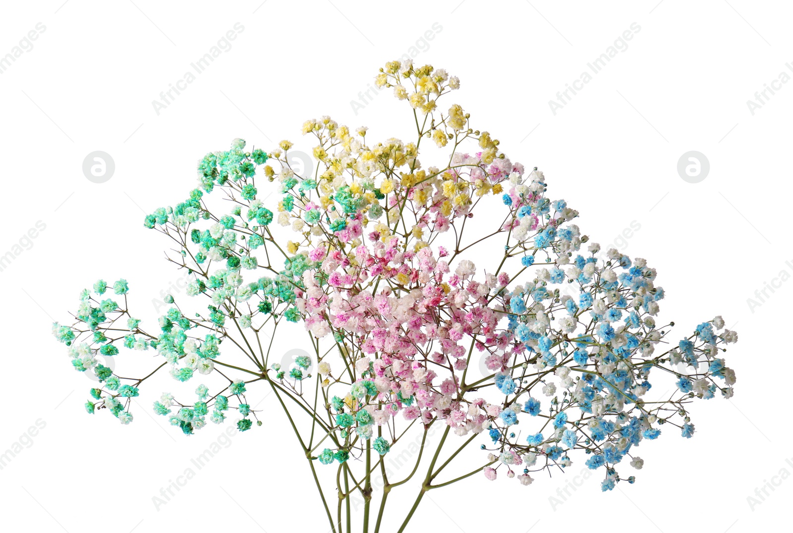 Photo of Beautiful colorful gypsophila flowers on white background