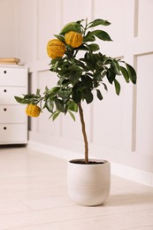 Photo of Idea for minimalist interior design. Small potted bergamot tree with fruits indoors